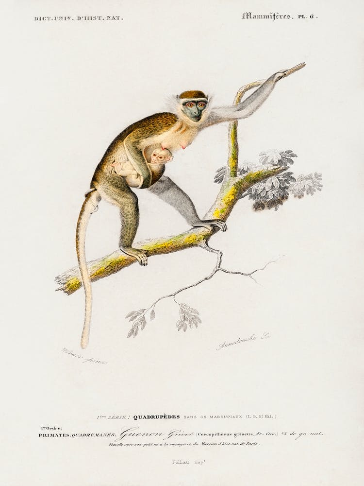 Cercopithecus Griseus (Guenon Grivet), Charles Dessalines D'Orbigny