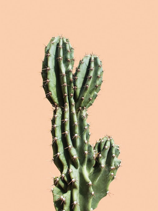 Cactus Art Print by Marc Schulthess  Fy!