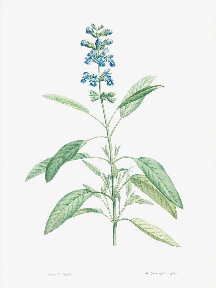 Sage from La Botanique de J. J. Rousseau, Pierre Joseph Redoute