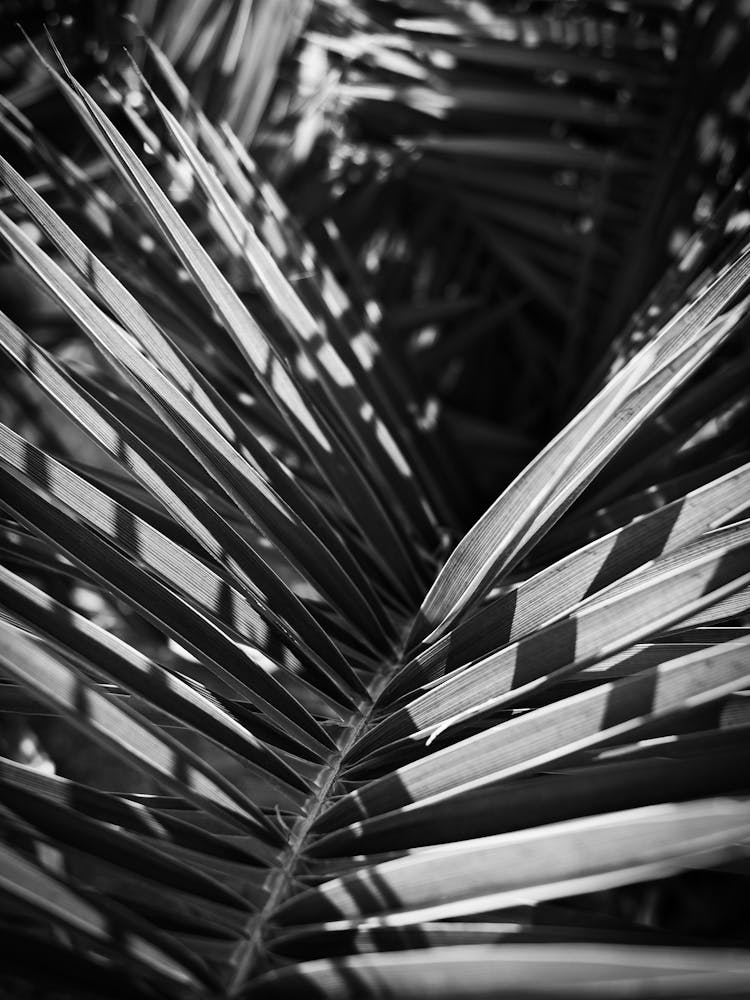 Close up Palm leaves // Ibiza Nature & Travel Photography
