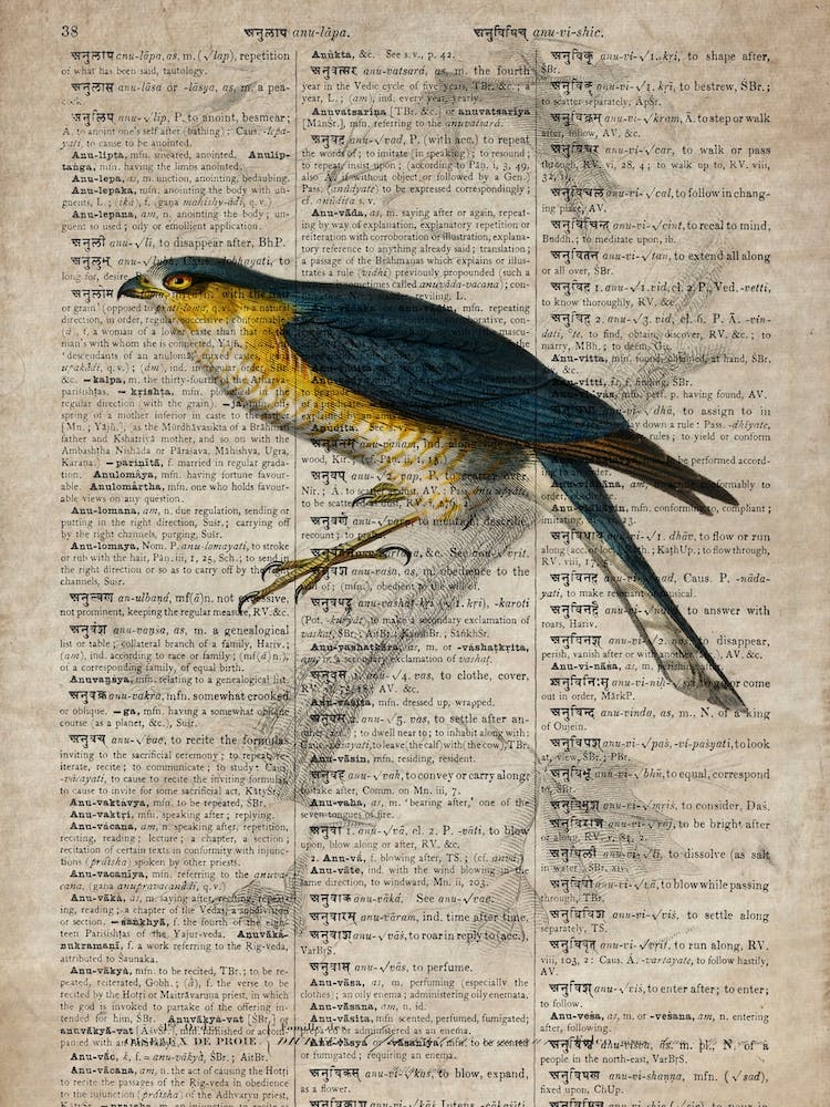 Sparrowhawk Dictionnaire Universel Dhistoire Naturelle 