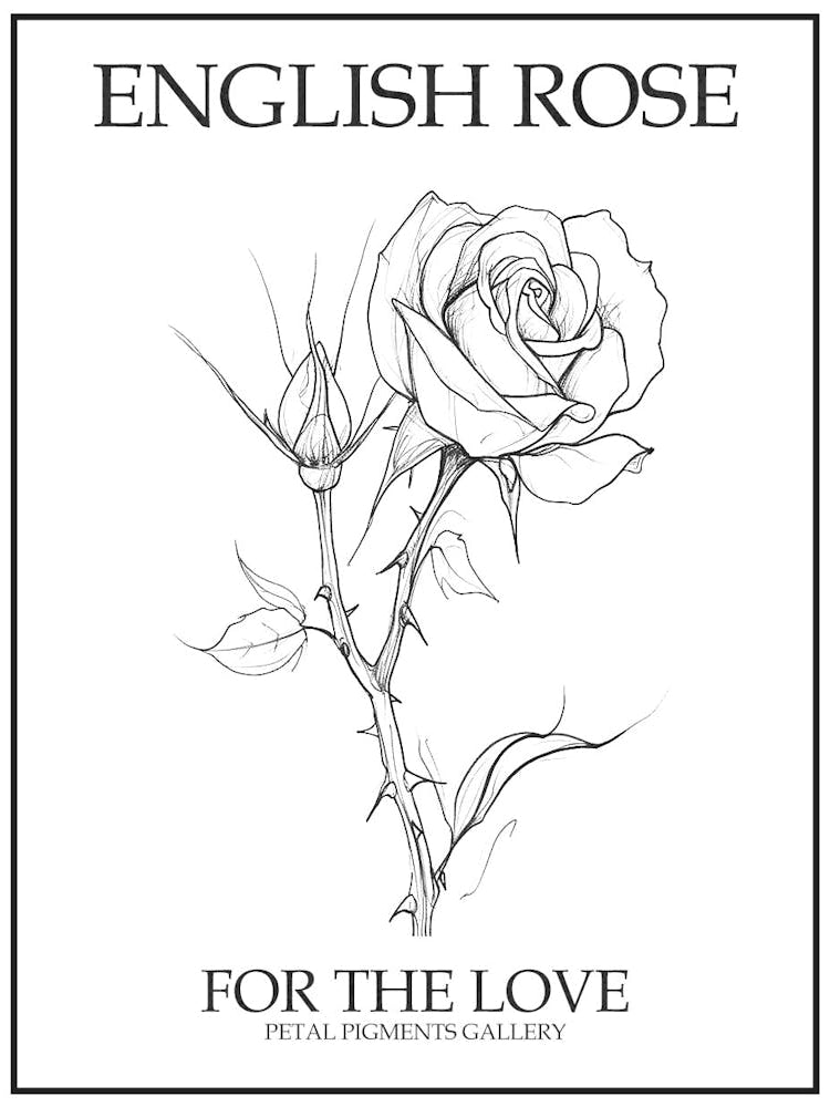 English Rose Black And White Line Drawing 30 Poster