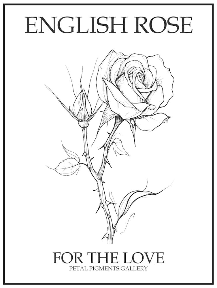 English Rose Black And White Line Drawing 30 Poster