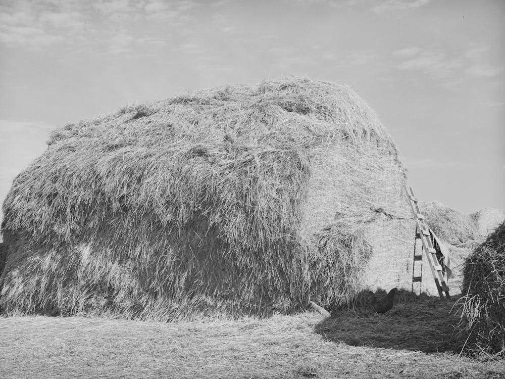 Hay For Cattle Feed On Farm On Black Canyon Project, Canyon County, Idaho By Russell Lee