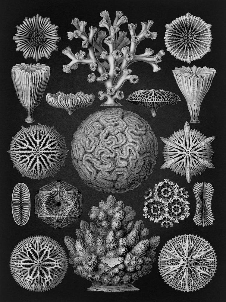 Vintage Haeckel 13 Tafel 9 Sechsstrahlige Sternkorallen