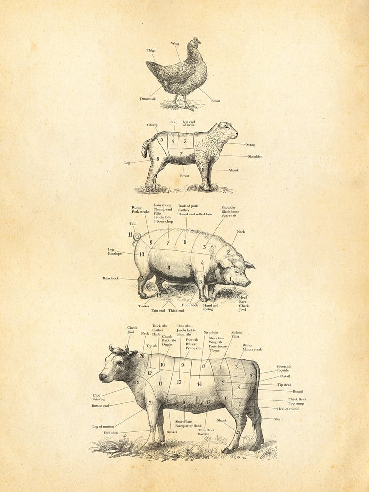 British Meat Cuts Cow Pork Lamb Chicken