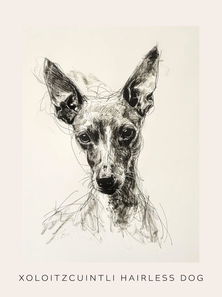 Xoloitzcuintli Hairless Dog Line Sketch 1 Poster