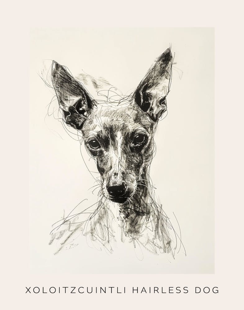 Xoloitzcuintli Hairless Dog Line Sketch 1 Poster