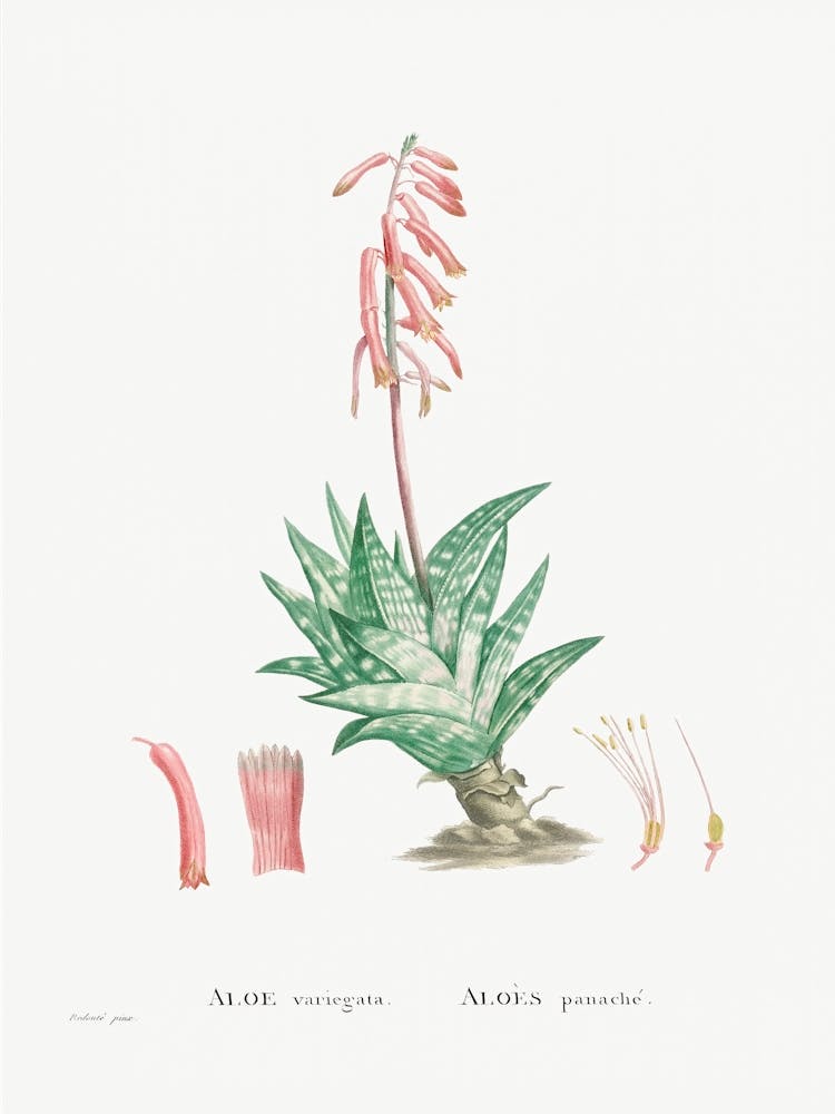 Aloe Variegata, Pierre Joseph Redoute
