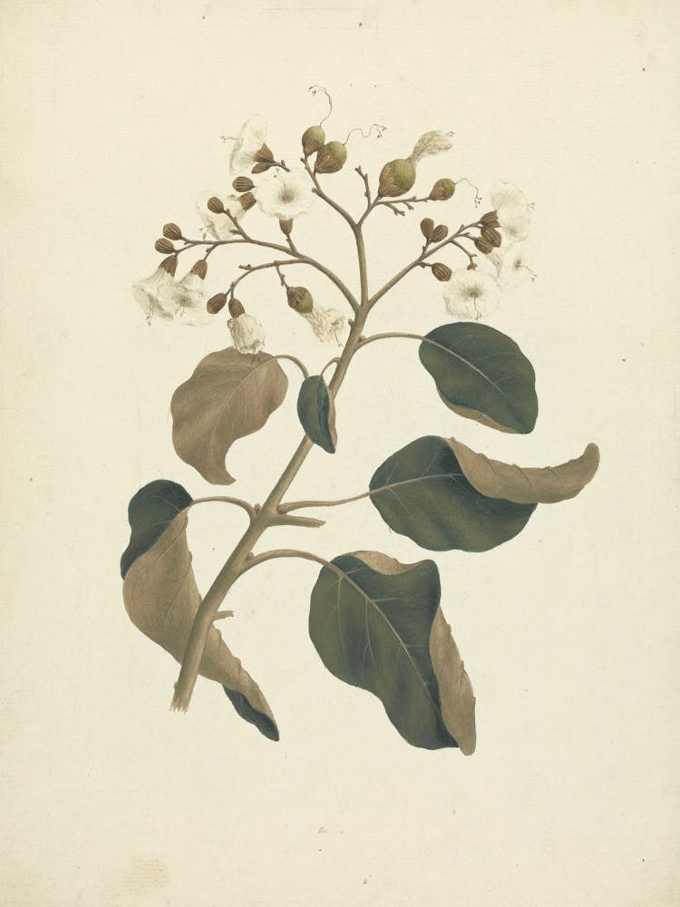 Cordia Abyssinica, Luigi Balugani