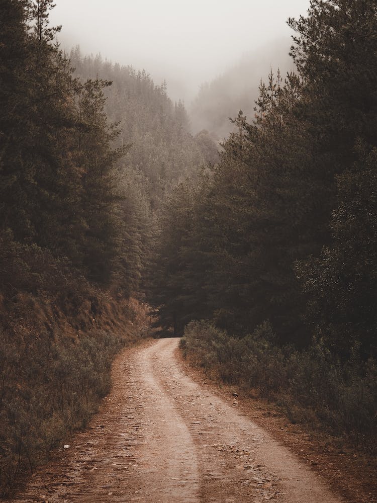 Road Through Dense Forest