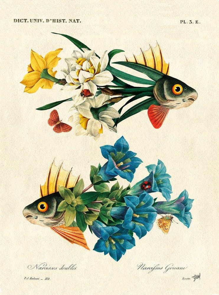 Flower Fish