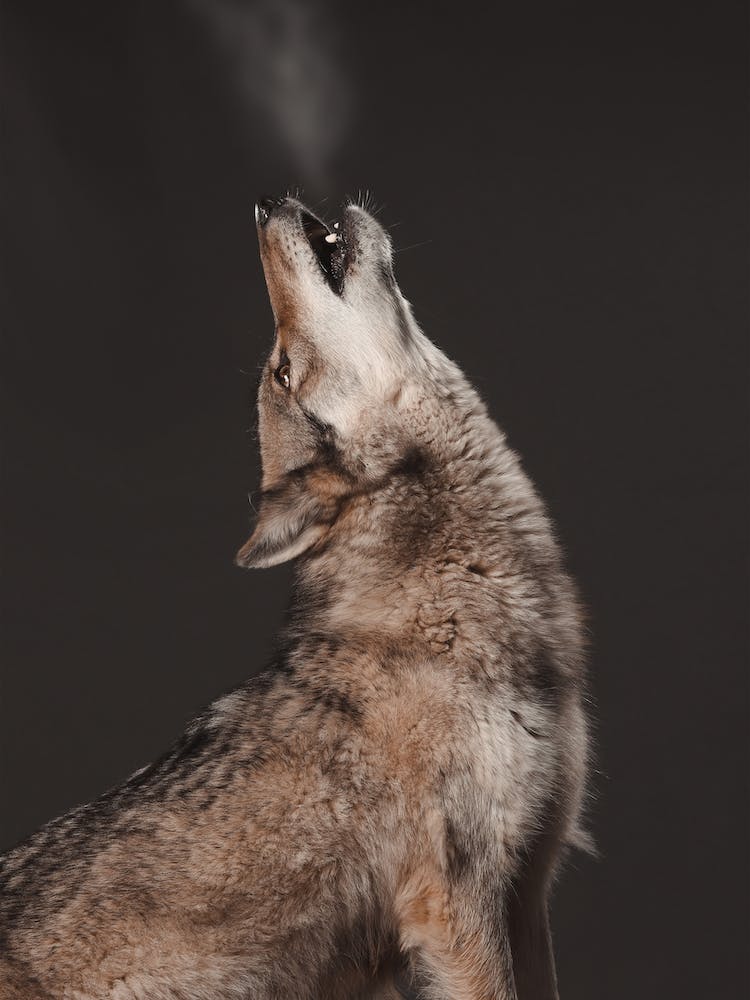 Howling Coyote