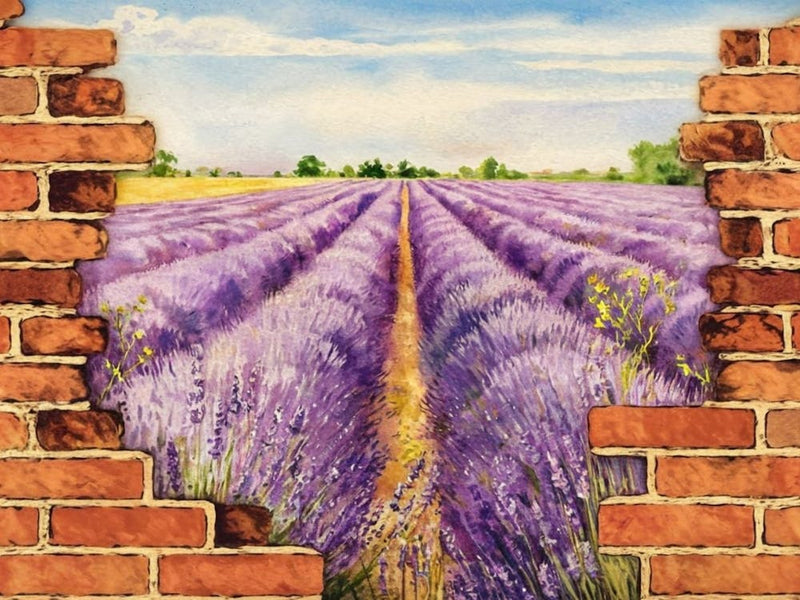 Lavender Field 1