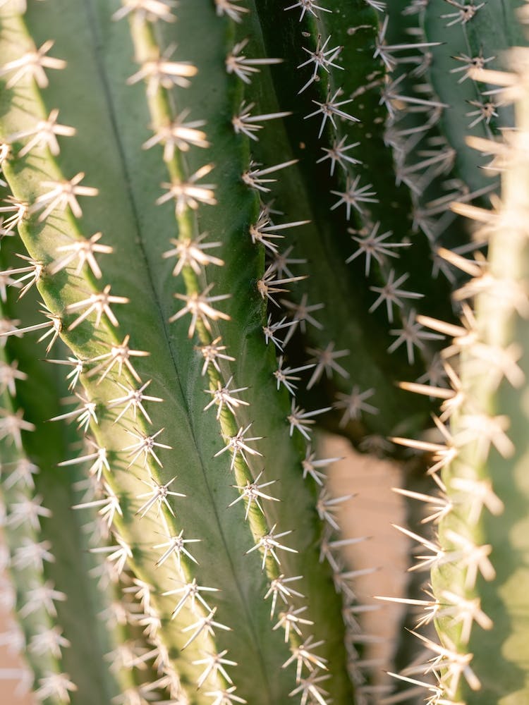 Cacti Details In Marrakech