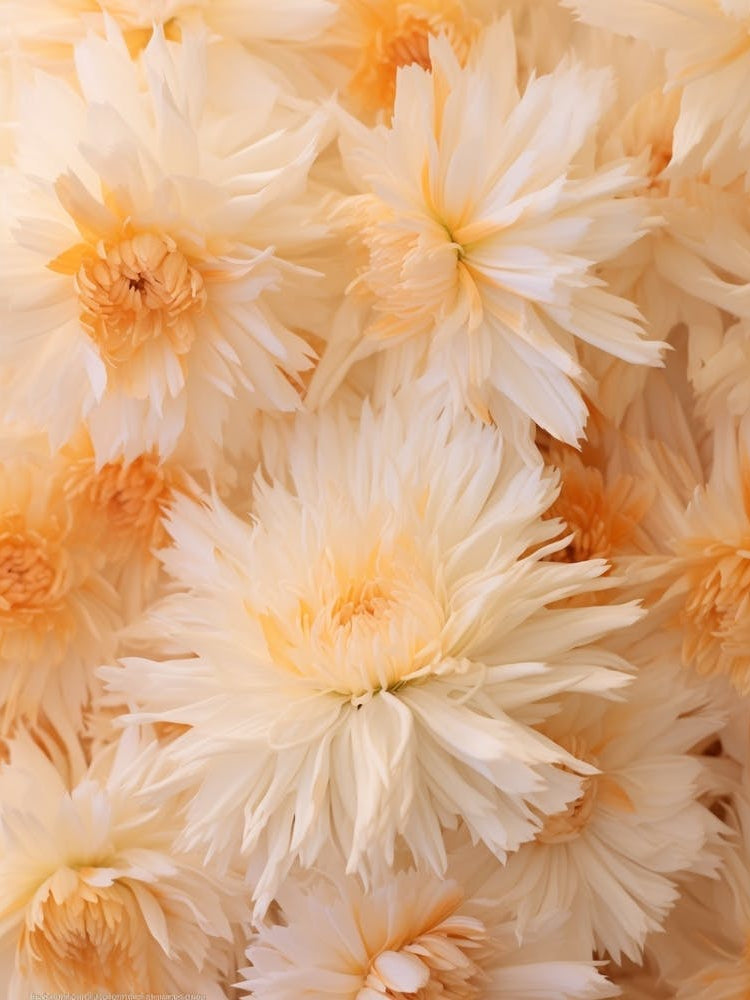 Boho Dried Flowers Calendula 2