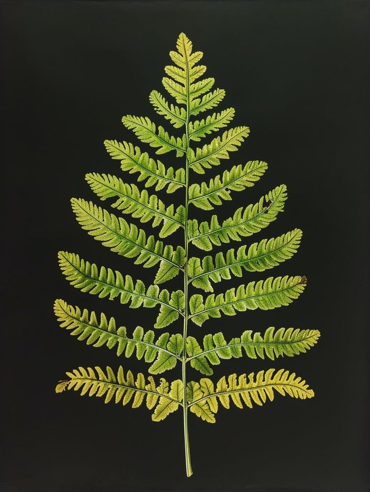 Pattern Poster Rabbits Foot Fern 1