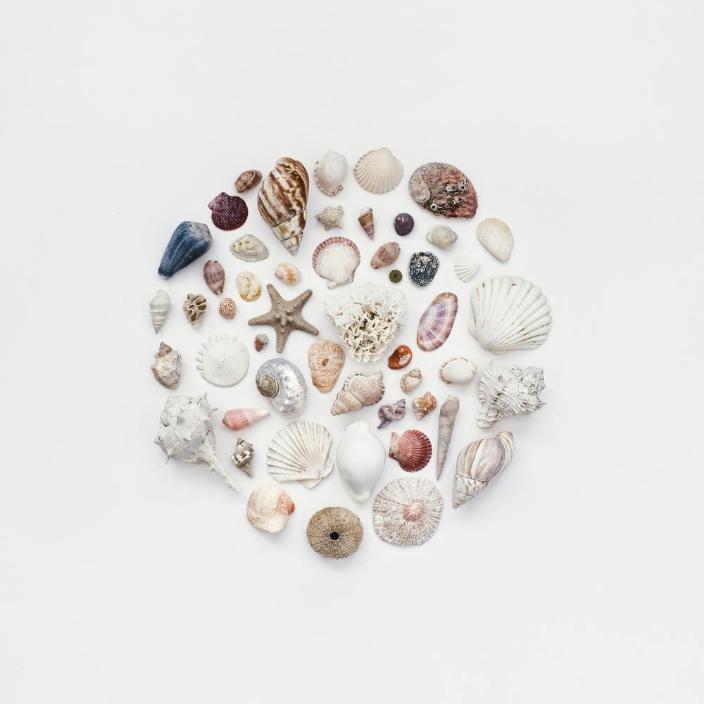 Treasures Of The Ocean Square