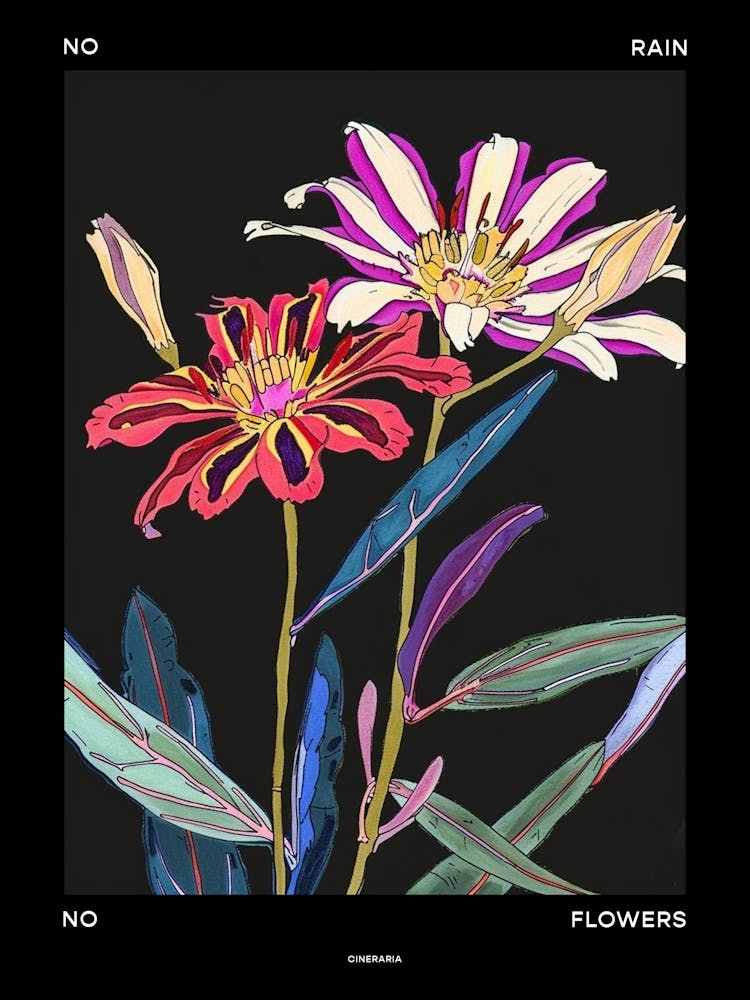 No Rain No Flowers Poster Cineraria 1