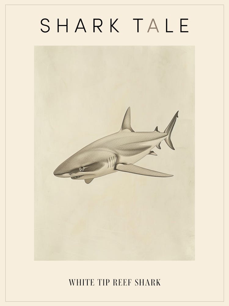 White Tip Reef Shark Vintage Illustration 4 Poster