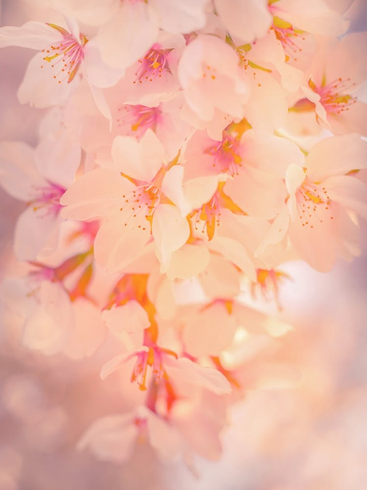Japanese Sakura Blossom