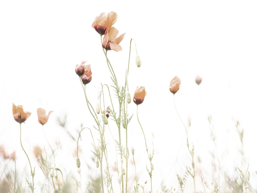 Poppy Flowers