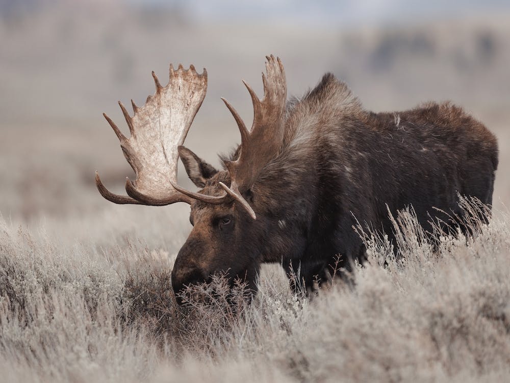Neutral Rustic Moose