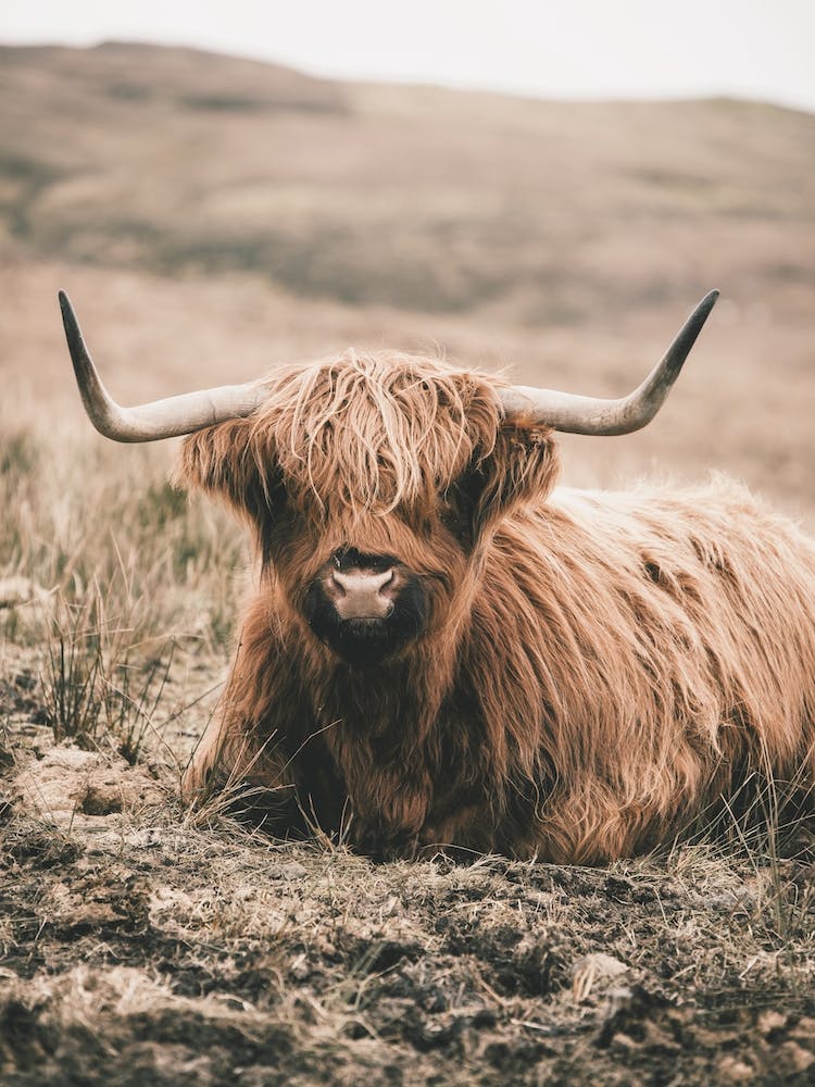 Neutral Highland Cow Scenery