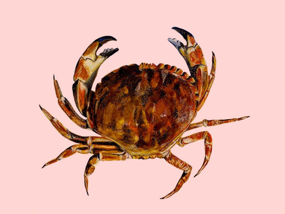 Crab On Pink