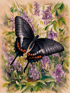 Black Swallowtail Butterfly