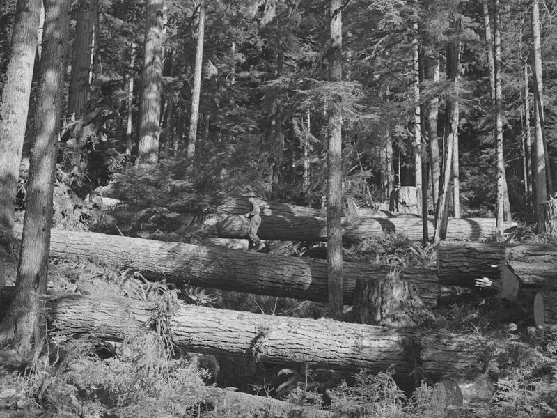 Long Bell Lumber Company, Cowlitz County, Washington, Cut Fir Logs In The Woods By Russell Lee