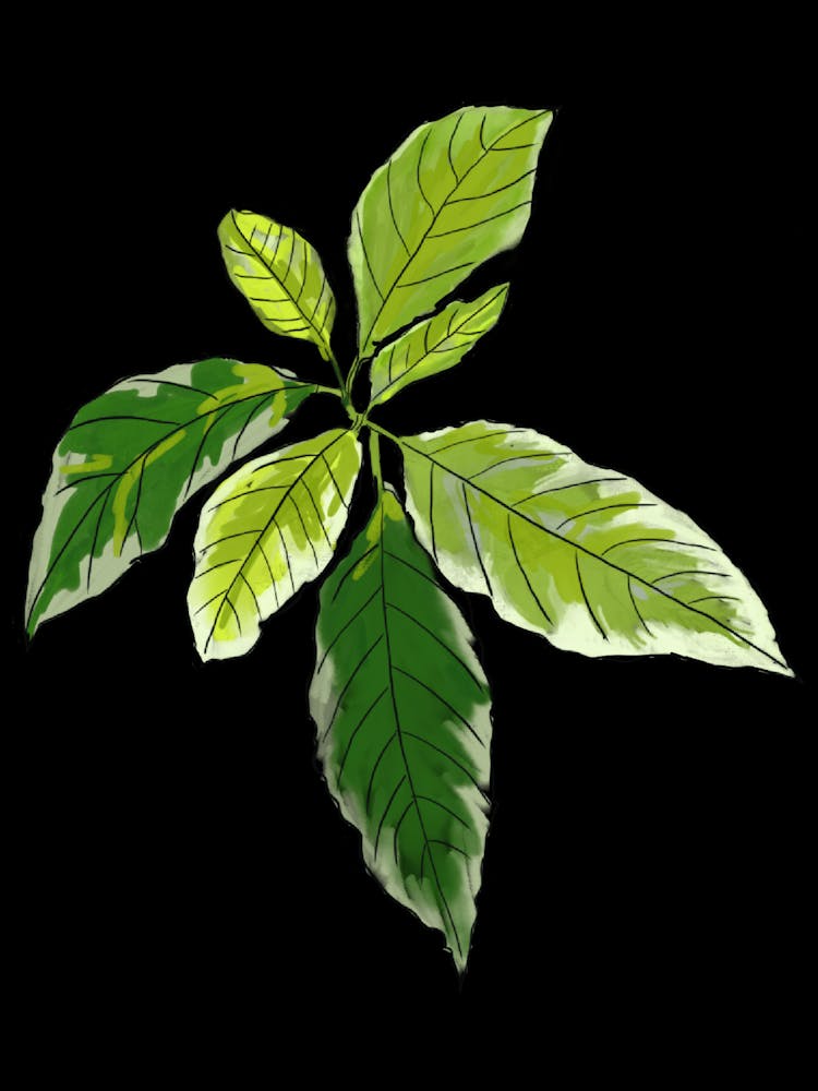 Blatt auf schwarzem Hintergrund 1