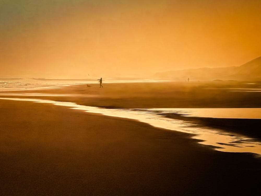 Dog Playing Sunrise At The Beach