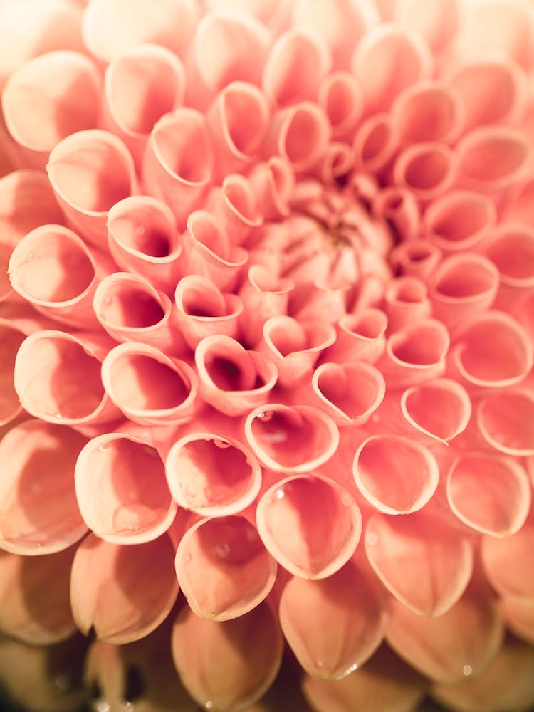 Dahlia 5
