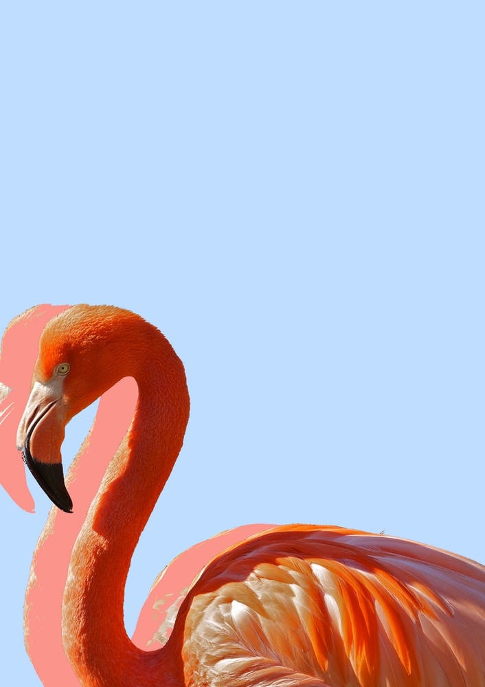 Pastel Flamingo II