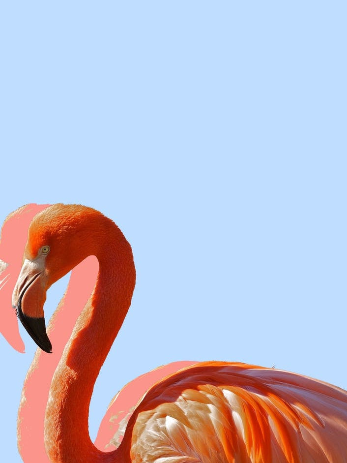 Pastel Flamingo II
