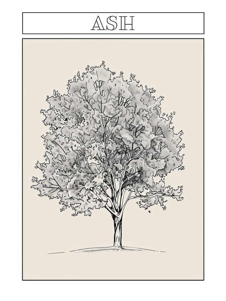 Ash Tree Minimalistic Drawing 2 Poster