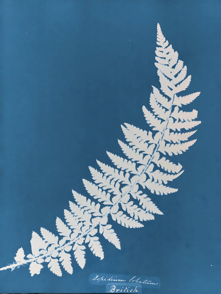 Fern Leaf 9