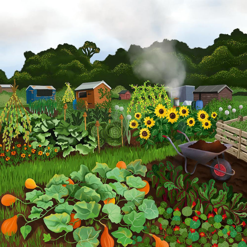 Autumn Allotment 1