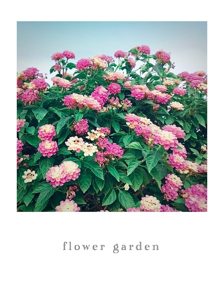 flower garden