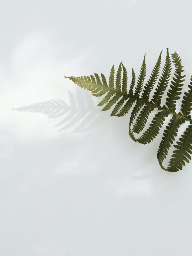 Fern Leaf