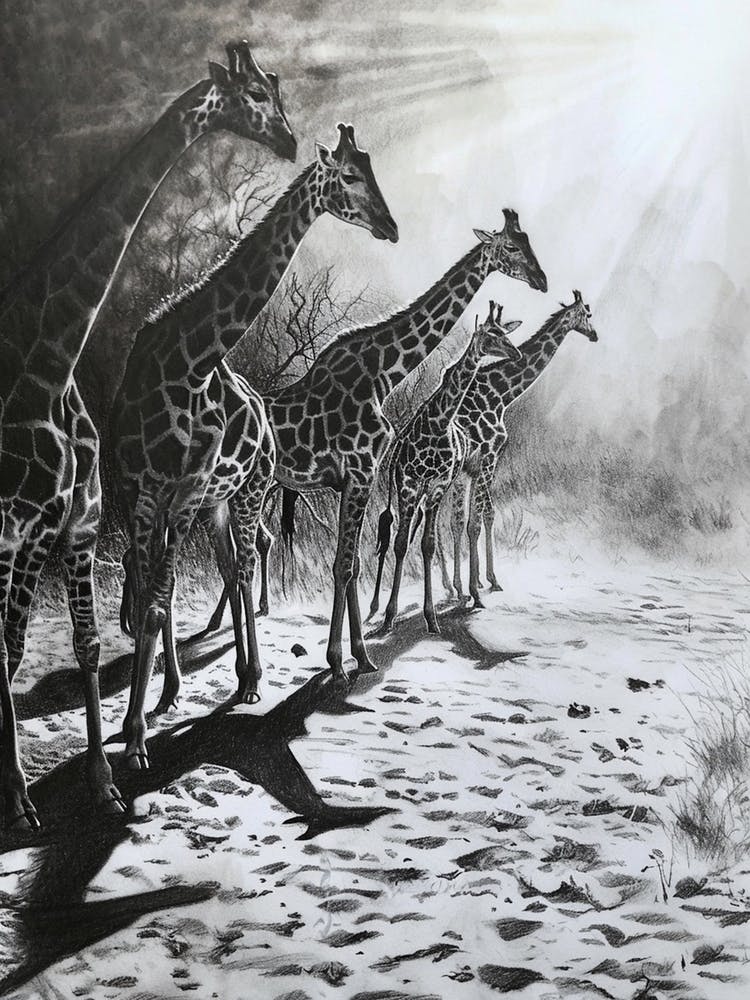 Pencil Portrait Herd Of Giraffes In The Wild  4
