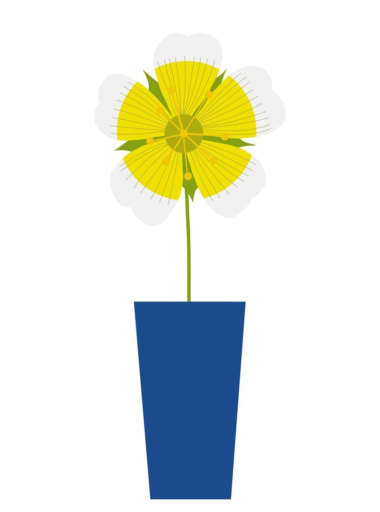 Wiesenschaumkrautblume in Vase