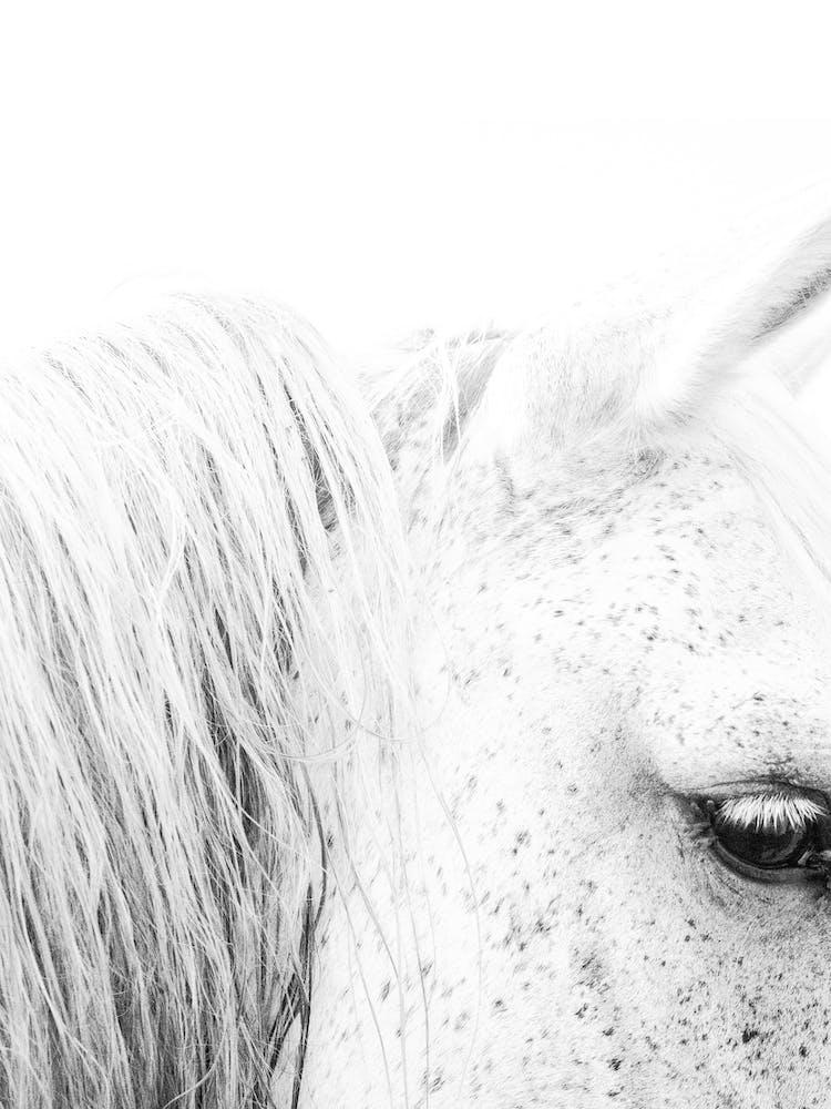 Black And White Horse Portrait