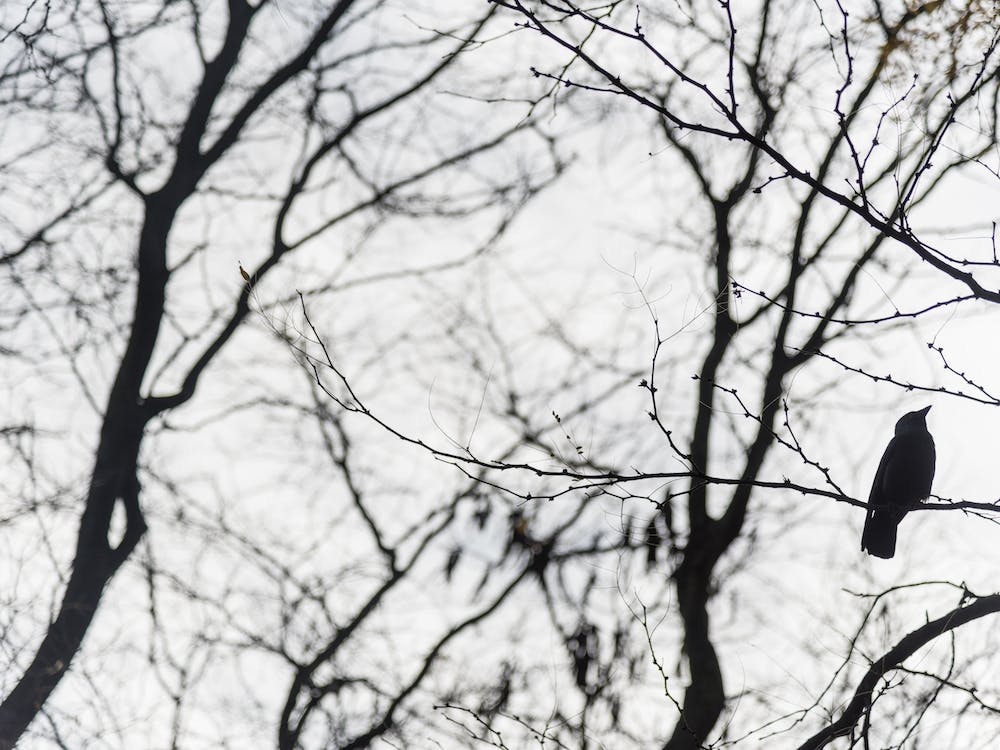 Bird In A Tree In Black and White