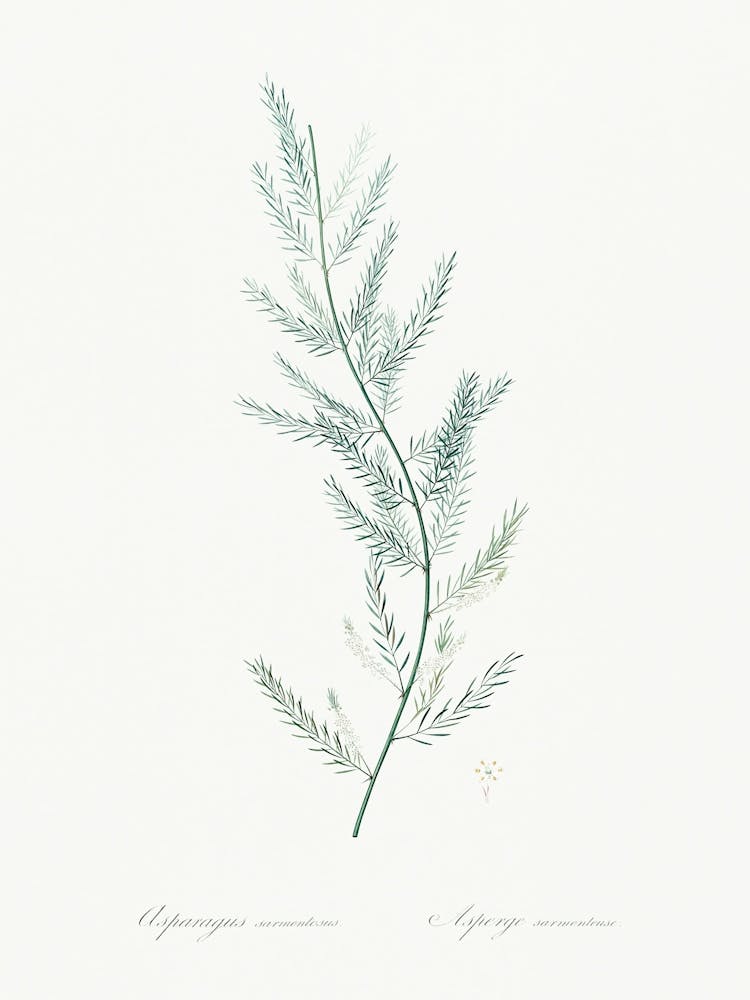 Asparagus Sarmentosus, Pierre Joseph Redoute
