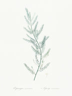 Asparagus Sarmentosus, Pierre Joseph Redoute