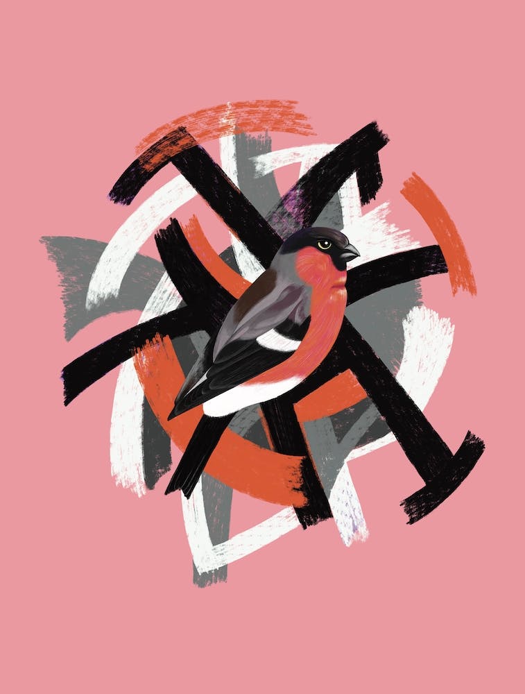 Bullfinch Pink Orange bird abstract