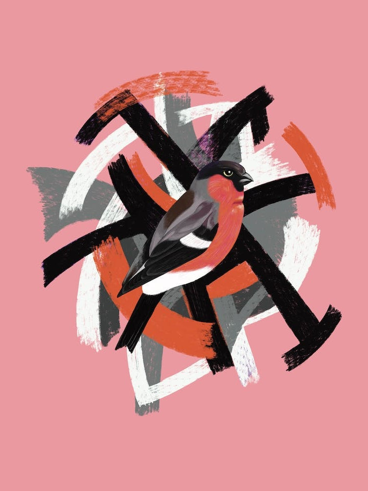 Bullfinch Pink Orange bird abstract
