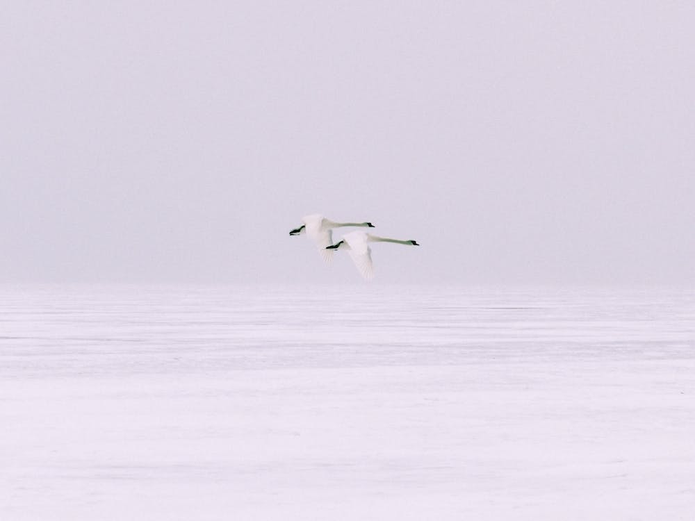 Parallel